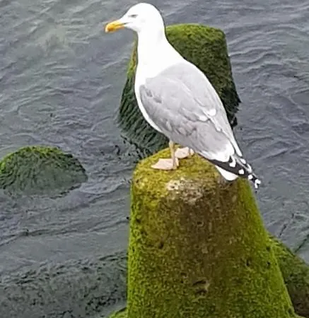 Διαμέρισμα 33 Przy Latarni Darłowo