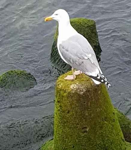 Apartmán 33 Przy Latarni Darłowo